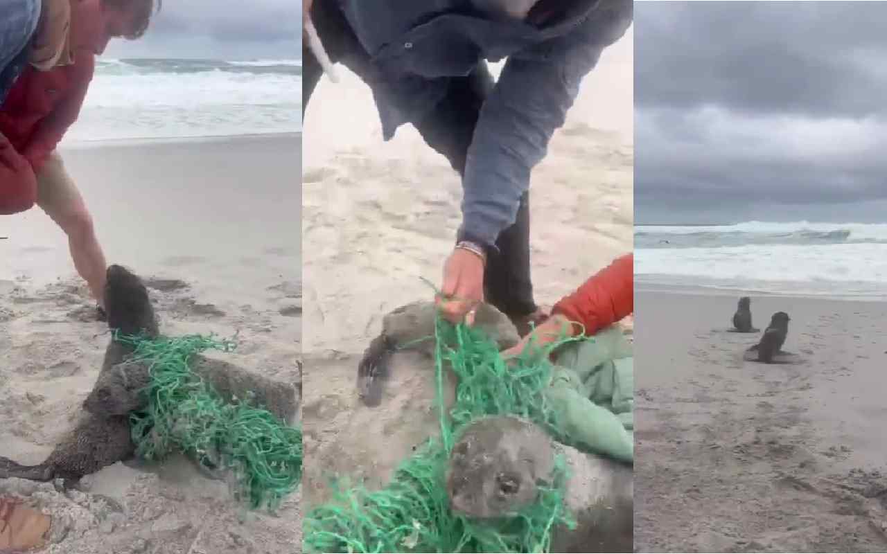 Cuccioli foca intrappolati nella rete