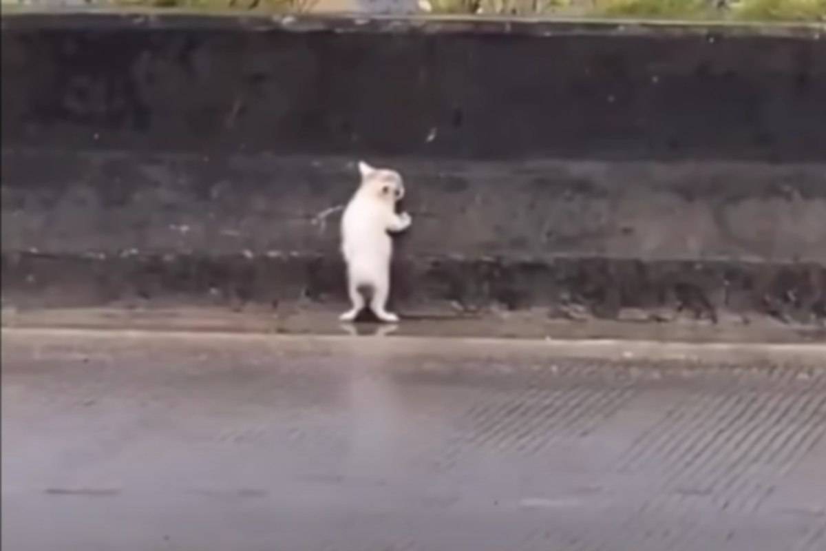 gattino abbandonato strada