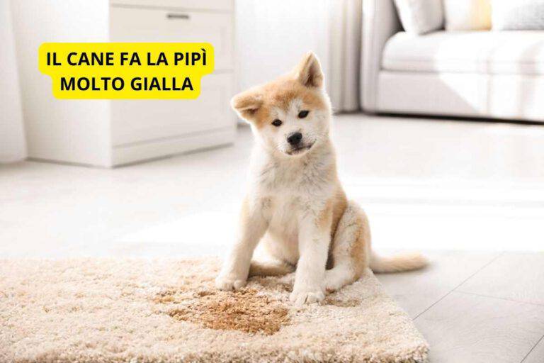 Il cane fa la pipì molto gialla le cause e quando preoccuparsi