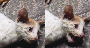 Gattino con tre zampe viene abbandonato in strada senza nessuna pietà – VIDEO