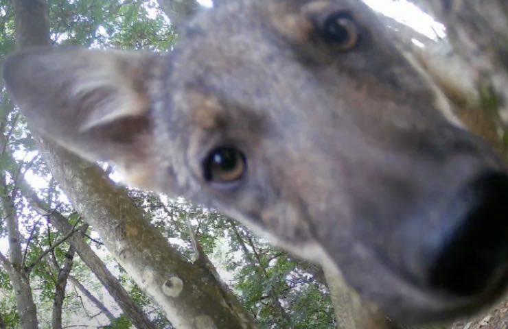 lupo trova telecamera bosco 