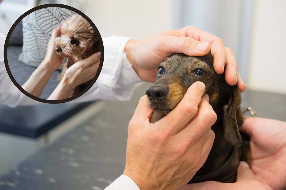 Lesioni Alla Cornea Nel Cane Le Cause I Sintomi E Il Trattamento