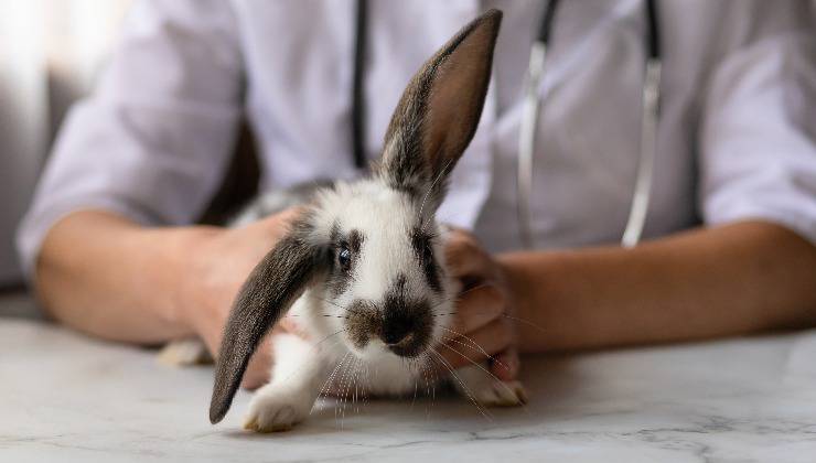 coniglio tra le mani del veterinario