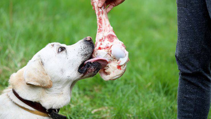 Cane mangia un pezzo di carne