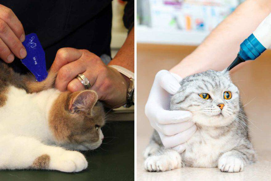 veterinario mette le gocce al gatto