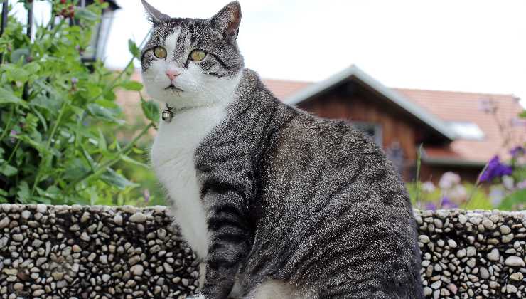 gatto con il campanello al collo 