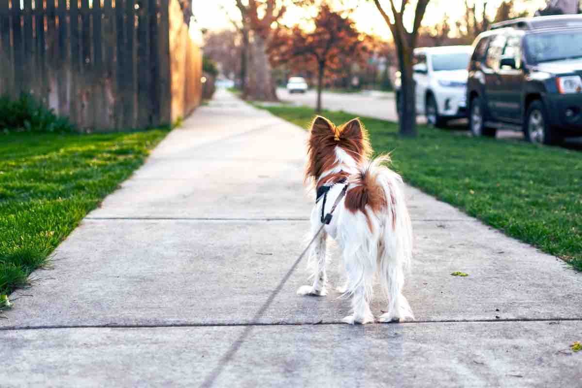 Un cane di spalle in strada al guinzaglio