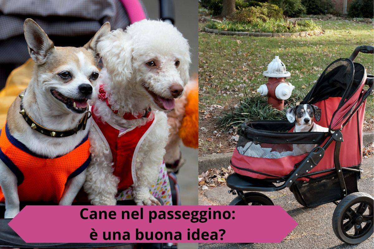 Cani nel passeggino