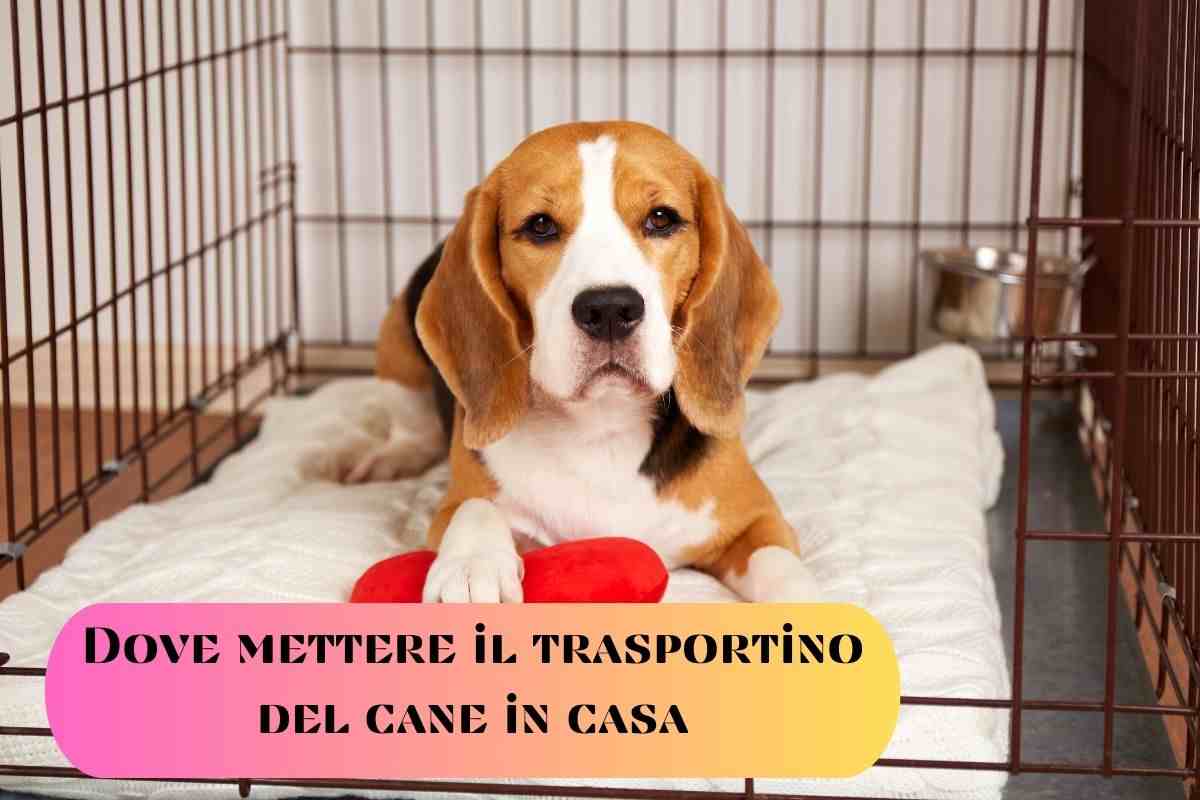 Cane nel trasportino posizionato nel posto giusto