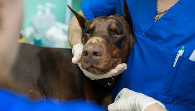 Cane prima dell'operazione