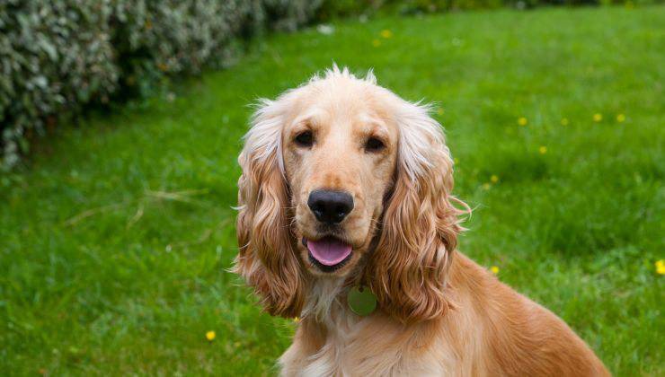 Cane Cocker Spaniel 