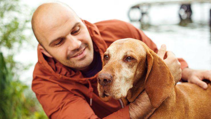 Cane non guarda il padrone