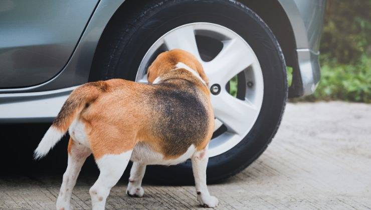 Cane urina per strada