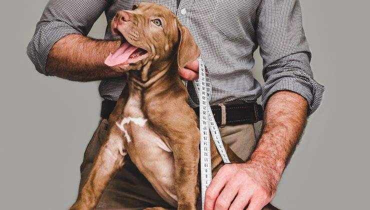 Uomo misura il suo cane utilizzando il metodo del garrese