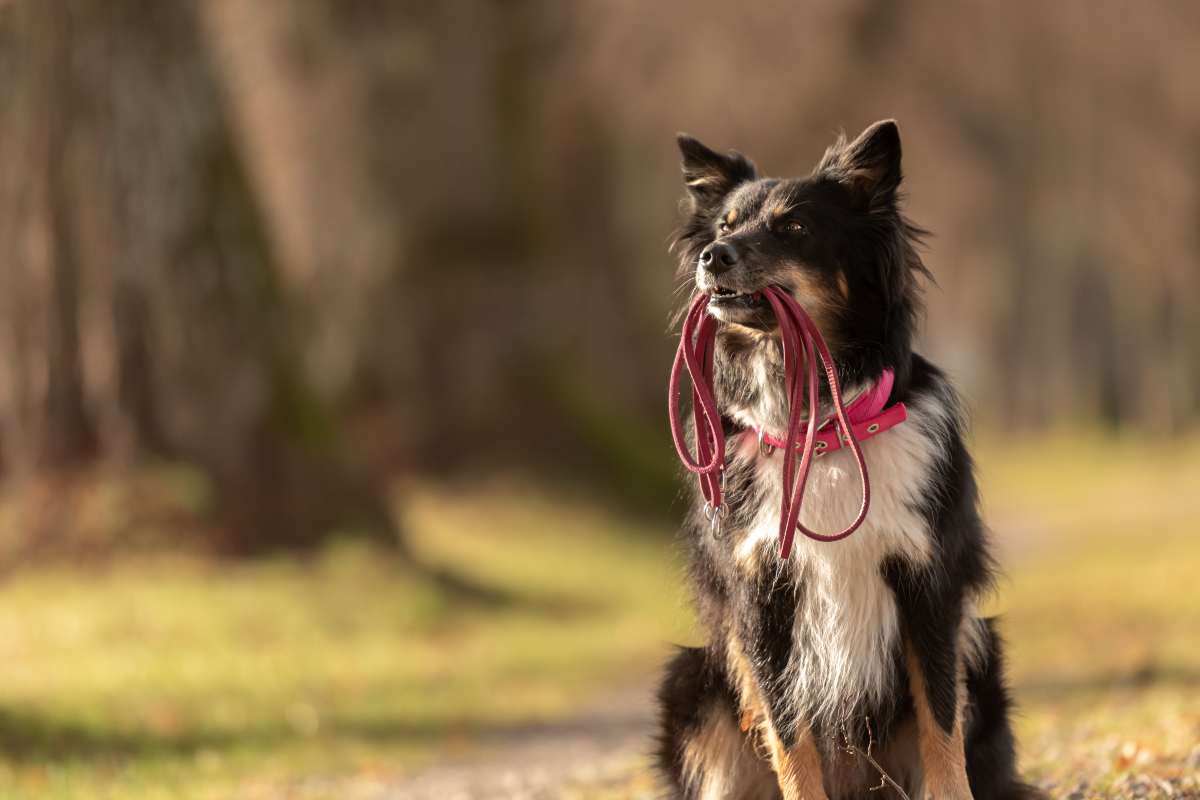 Cane con guinzaglio in bocca