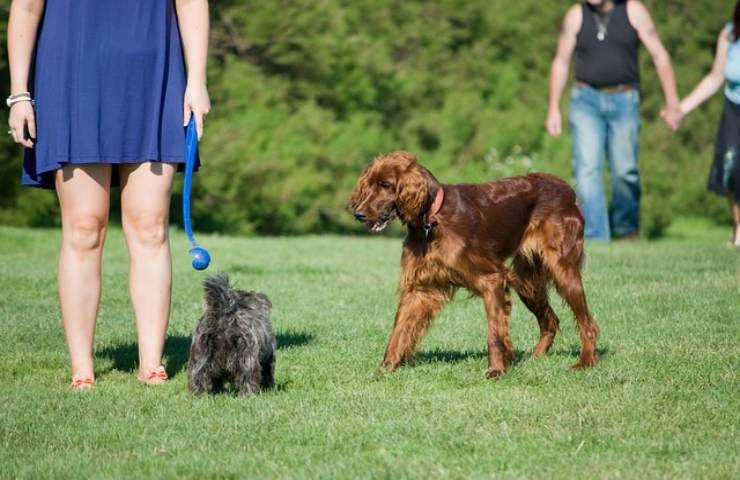 Prendere il cane in braccio per "difenderlo