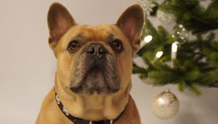 Cane vicino all'albero di Natale 