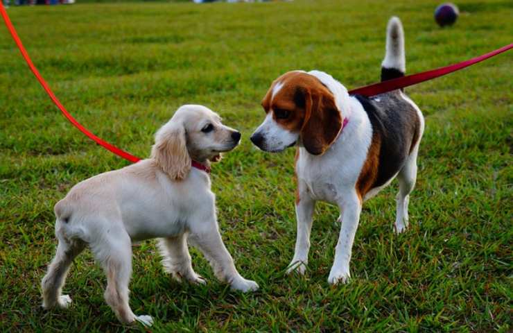 Prendere il cane in braccio per "difenderlo