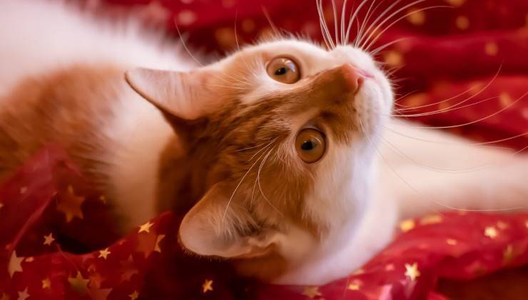 Gatto nell'atmosfera di Natale 