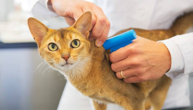 impianto microchip al gatto