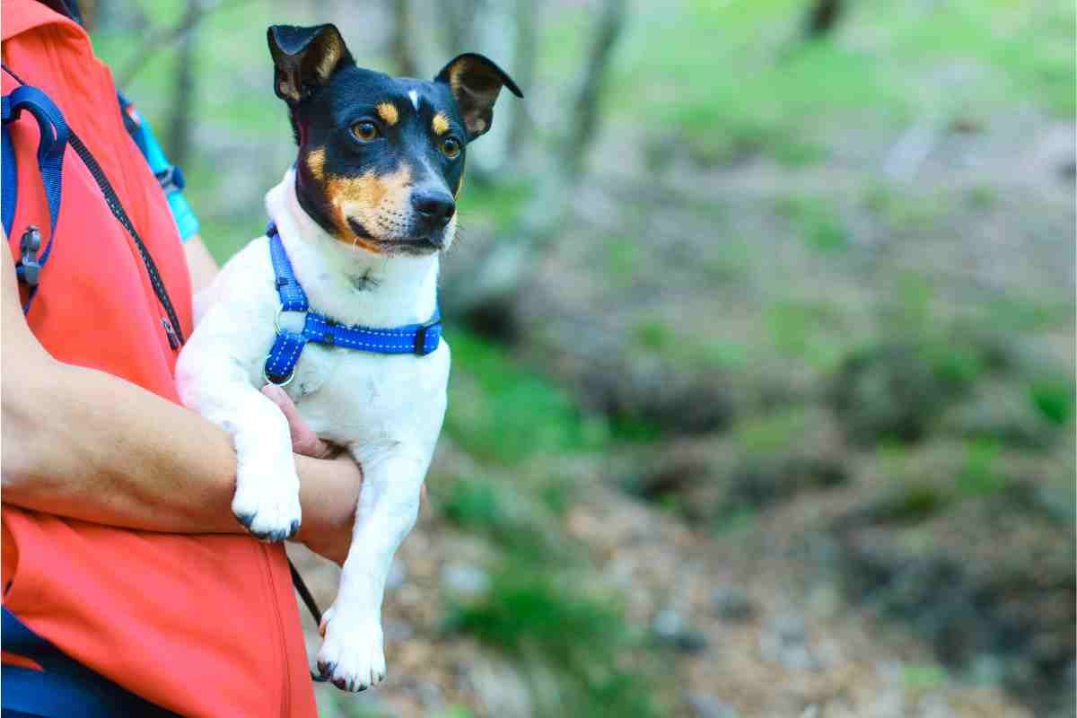 Prendere il cane in braccio per "difenderlo