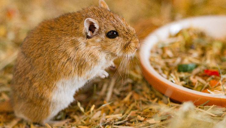 gerbillo con la ciotola di cibo