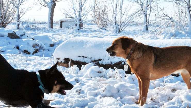 Cane si abbassa davanti ad un altro cane mentre sono nella neve