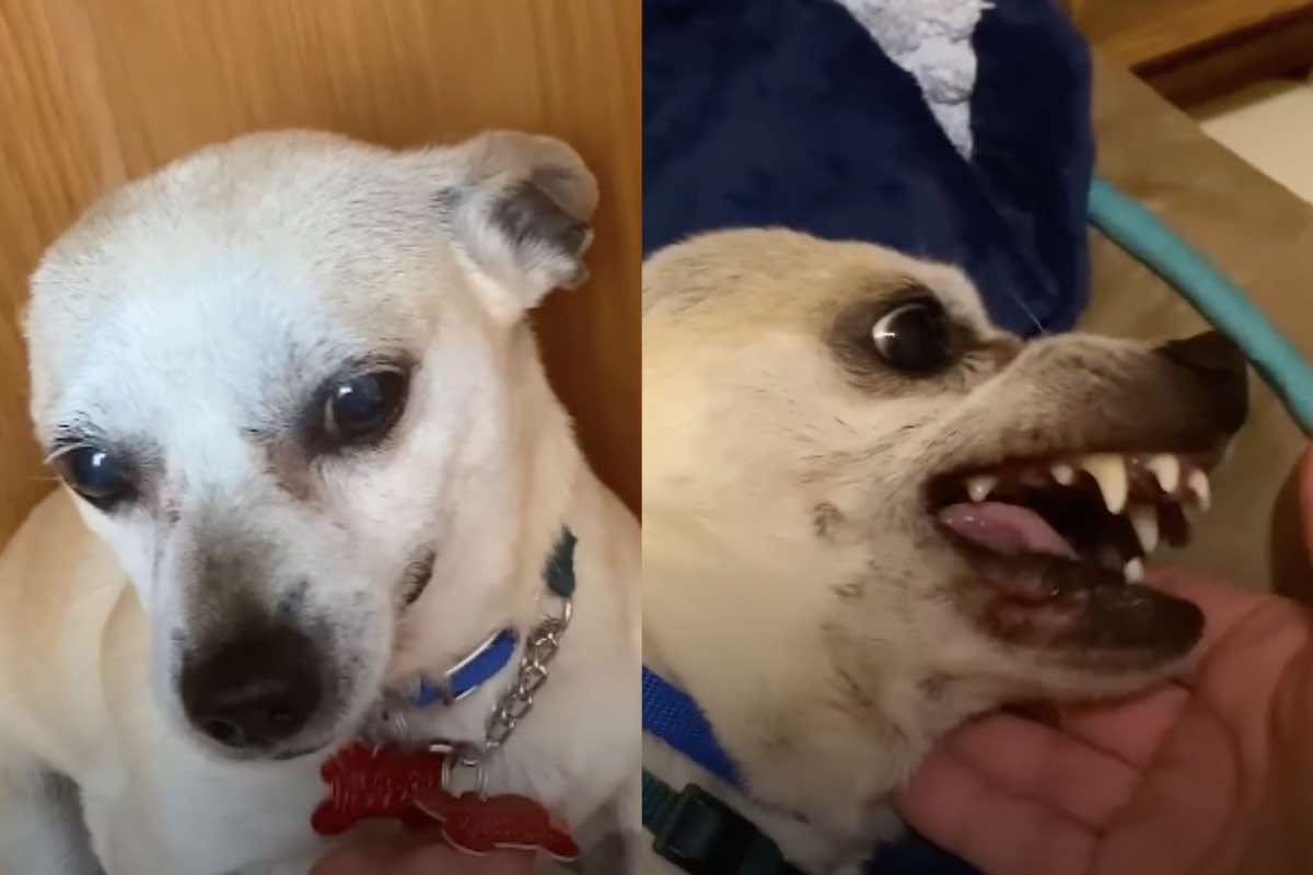 Il Chihuahua bianco Arnold apre la bocca mostrando i denti