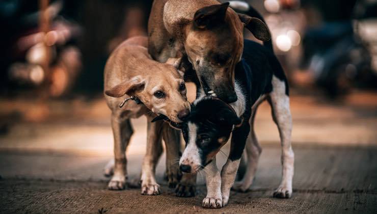 Due cani in strada sostengono un cucciolo di cane randagio 