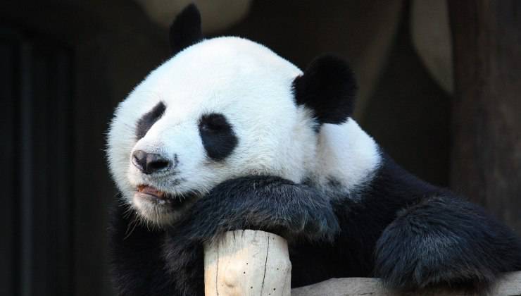 panda appoggiato legno 