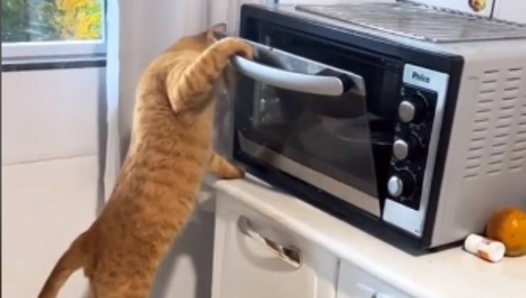 gatto apre il forno