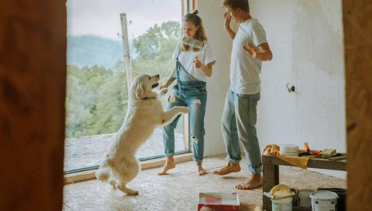 Cane salta per attirare l'attenzione dei suoi umani che stanno imbiancando casa