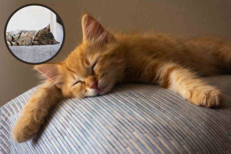 Perché il mio gattino trema mentre dorme: è malato o sogna?