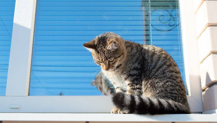 gatto e vertigini