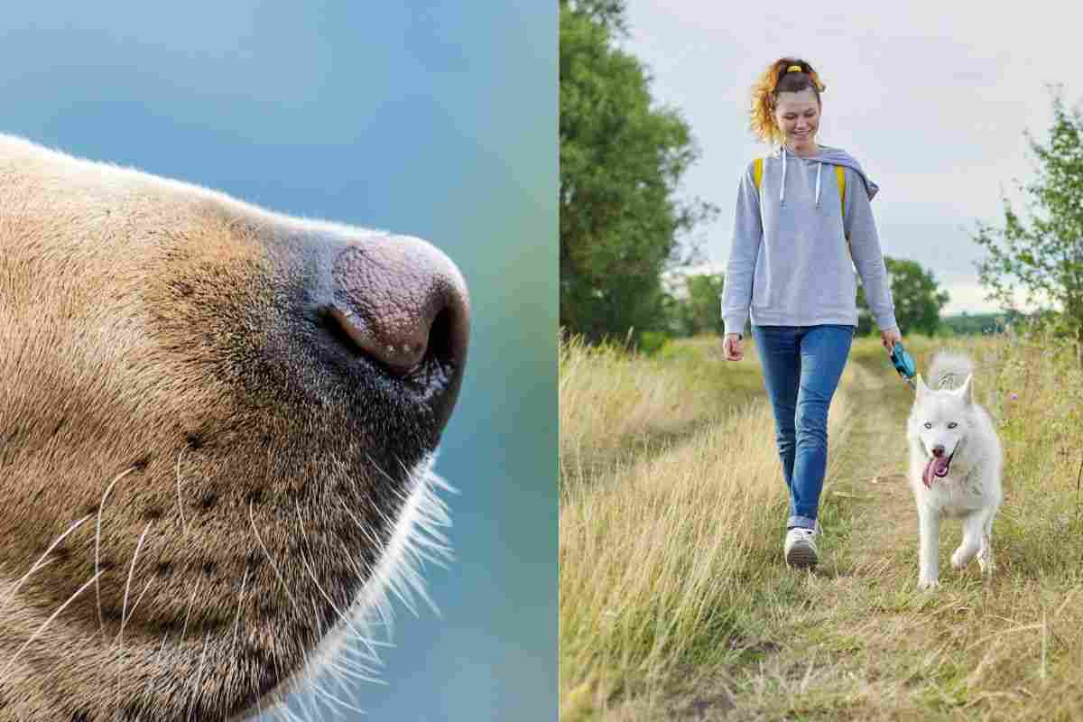 A spasso con Fido: tutto quello che devi sapere quando esci con il tuo amico a quattro zampe