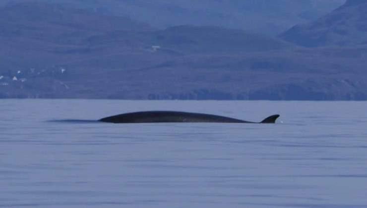 Balena avvistata in Cornovaglia 