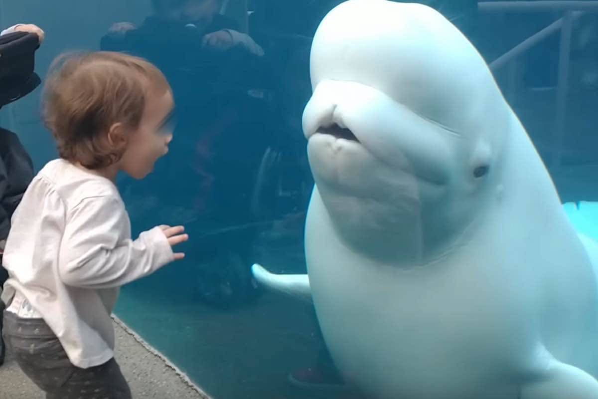 L'empatia degli animali non ha limiti: la balena e la bambina un video da brividi 