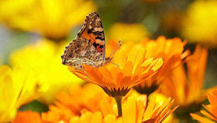 Farfalla appoggiata su una calendula 
