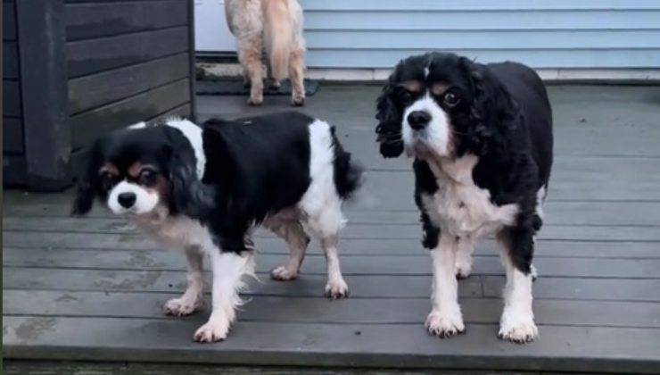 Cani sul portico di casa 