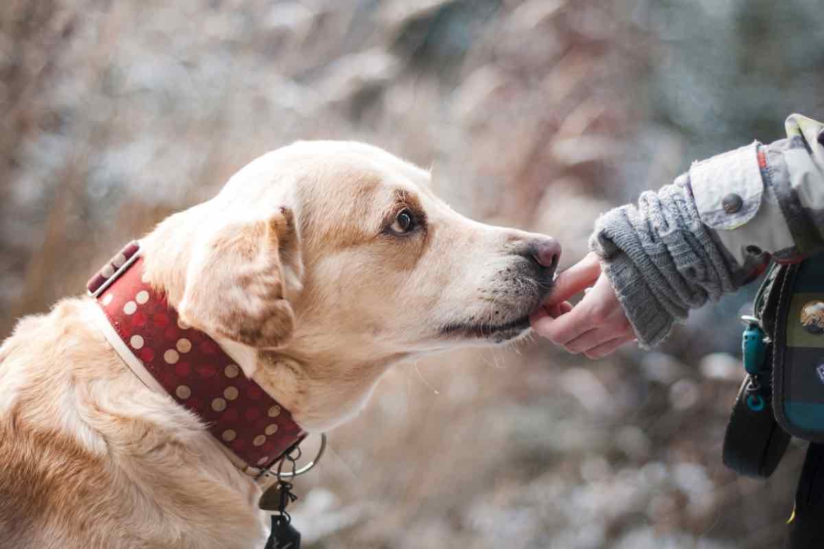 I cani hanno moltissime qualità ma possono rendersi conto che sta per verificarsi una catastrofe naturale come un terremoto?