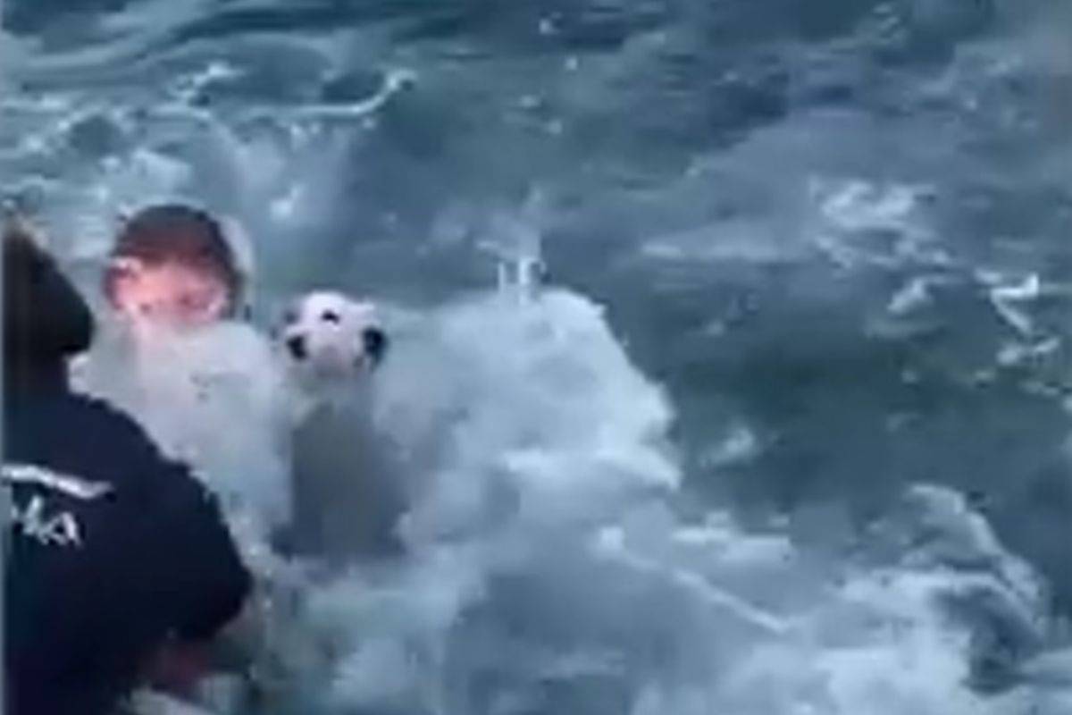 Cane salvato in mare