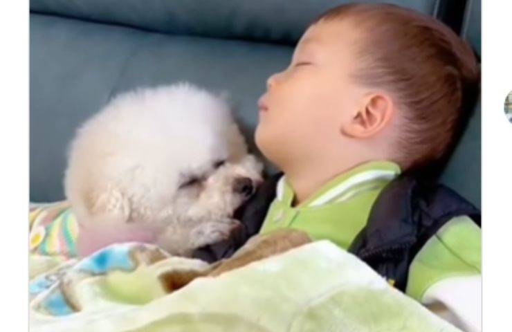 Cane dorme col bambino