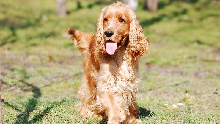 Cocker Spaniel durante una passeggiata 