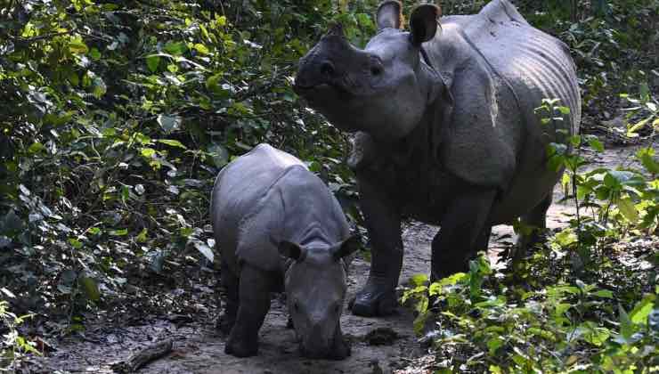 Ritrovamento del piccolo di Giava con rinoceronte adulto 