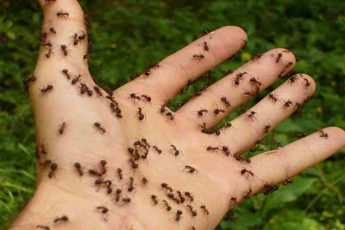 Allontanale senza fargli dei male: tutti i metodi efficaci per allontanare le formiche ( Fotopixabay-Amoreaquattrozampe.it)