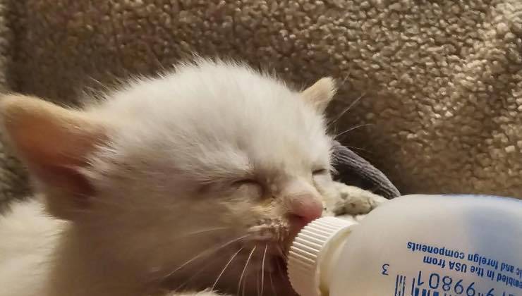 Gattino sopravvissuto mentre beve il latte 