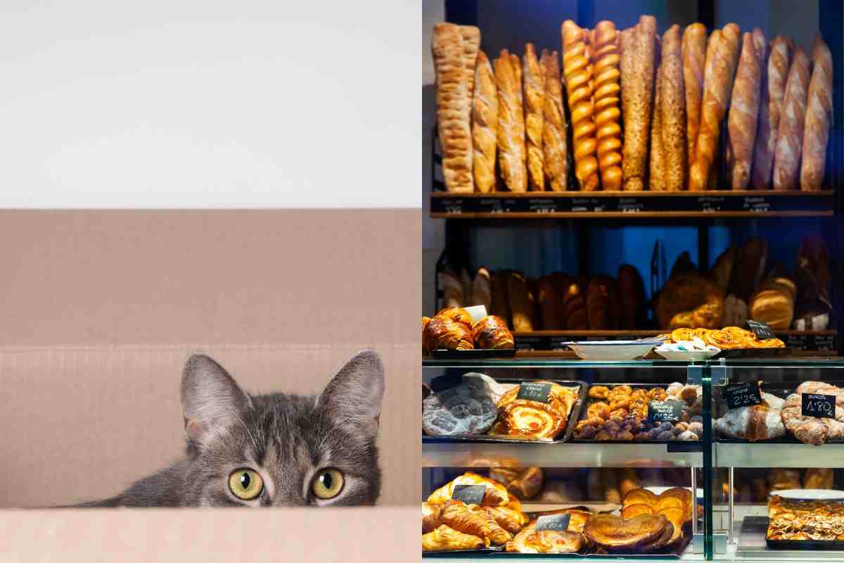 Iniziativa solidale e strepitosa: con un filone di pane un gatto in omaggio