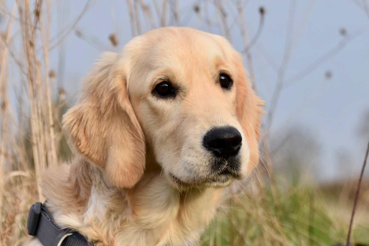 Voglio prendere un cane, ma quale scegliere? 4 razze di cane di cui non ti pentirai se le adotti