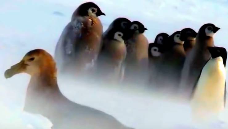 Petrello antartico assieme al gruppo di pinguini sul ghiaccio