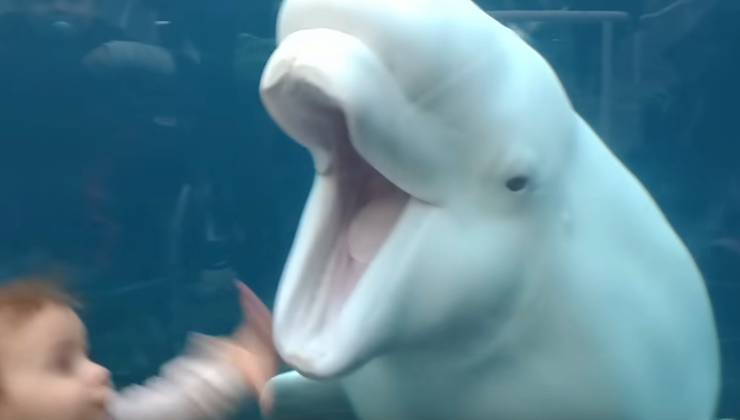 La reazione del Beluga (YouTube Kyoot - Amoreaquattrozampe.it)